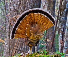 Fanning Grouse